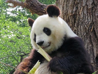 タンタン