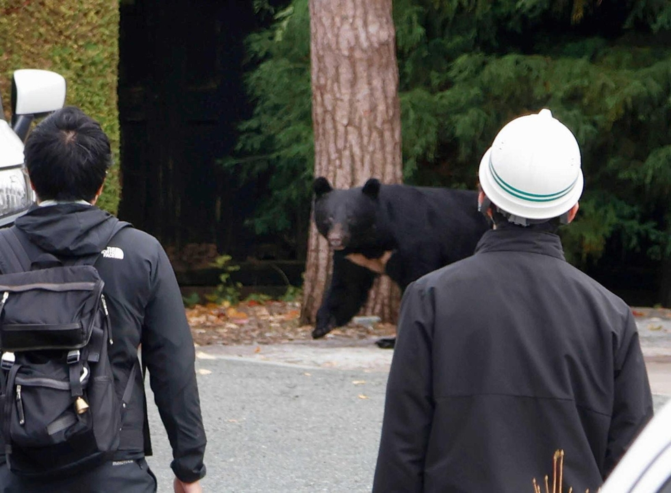 クマの人的被害、7割が人の生活圏で発生 全国の出没件数は上半期2万件