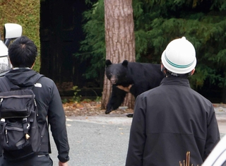 市街地にとどまるクマ＝１０月、盛岡市