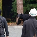 市街地にとどまるクマ＝１０月、盛岡市