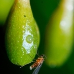 カラスキバサンキライに寄ってきたタマバエの一種（神戸大の末次健司教授提供）