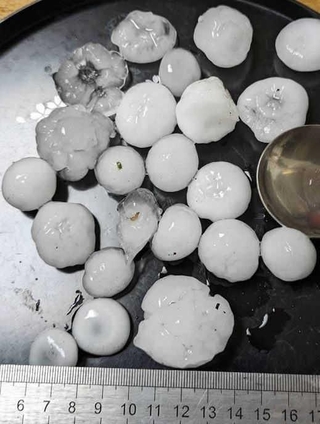 加古川市内の民家で確認されたひょう＝２０２４年４月（提供写真）