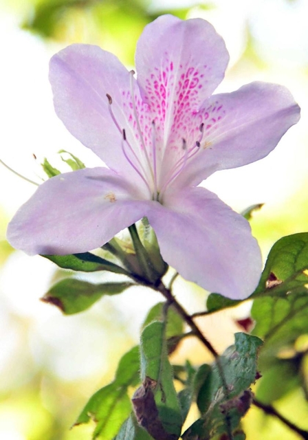 季節外れの開花がしばしば目撃されるモチツツジ＝三木山森林公園