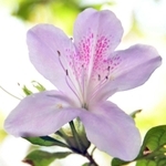 季節外れの開花がしばしば目撃されるモチツツジ＝三木山森林公園