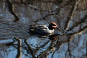 下池を悠々と泳ぐコガモ＝三木山森林公園