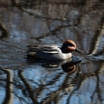 下池を悠々と泳ぐコガモ＝三木山森林公園