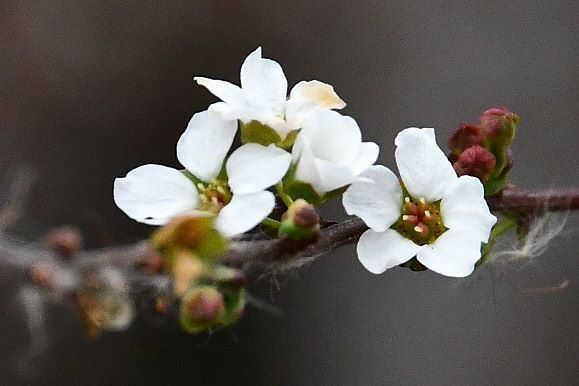 雪のような花を咲かせるユキヤナギ＝三木山森林公園