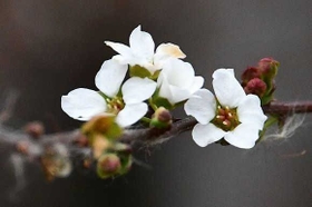 雪のような花を咲かせるユキヤナギ＝三木山森林公園