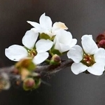 雪のような花を咲かせるユキヤナギ＝三木山森林公園