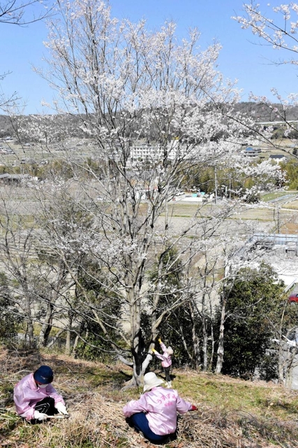 「うすずみ桜想会」のメンバーが淡墨桜と周辺の整備に取り組む＝三木市志染町御坂