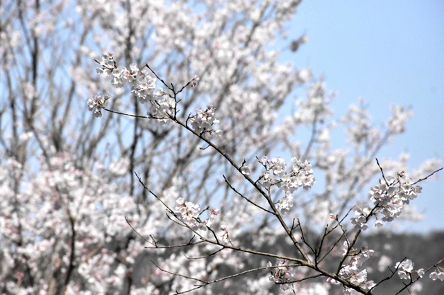 青空に白い花が映える「淡墨桜」＝三木市志染町御坂