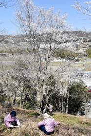 「うすずみ桜想会」のメンバーが淡墨桜と周辺の整備に取り組む＝三木市志染町御坂