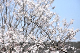 青空に白い花が映える「淡墨桜」＝三木市志染町御坂