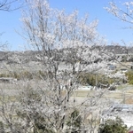 「うすずみ桜想会」のメンバーが淡墨桜と周辺の整備に取り組む＝三木市志染町御坂