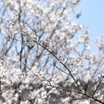 青空に白い花が映える「淡墨桜」＝三木市志染町御坂