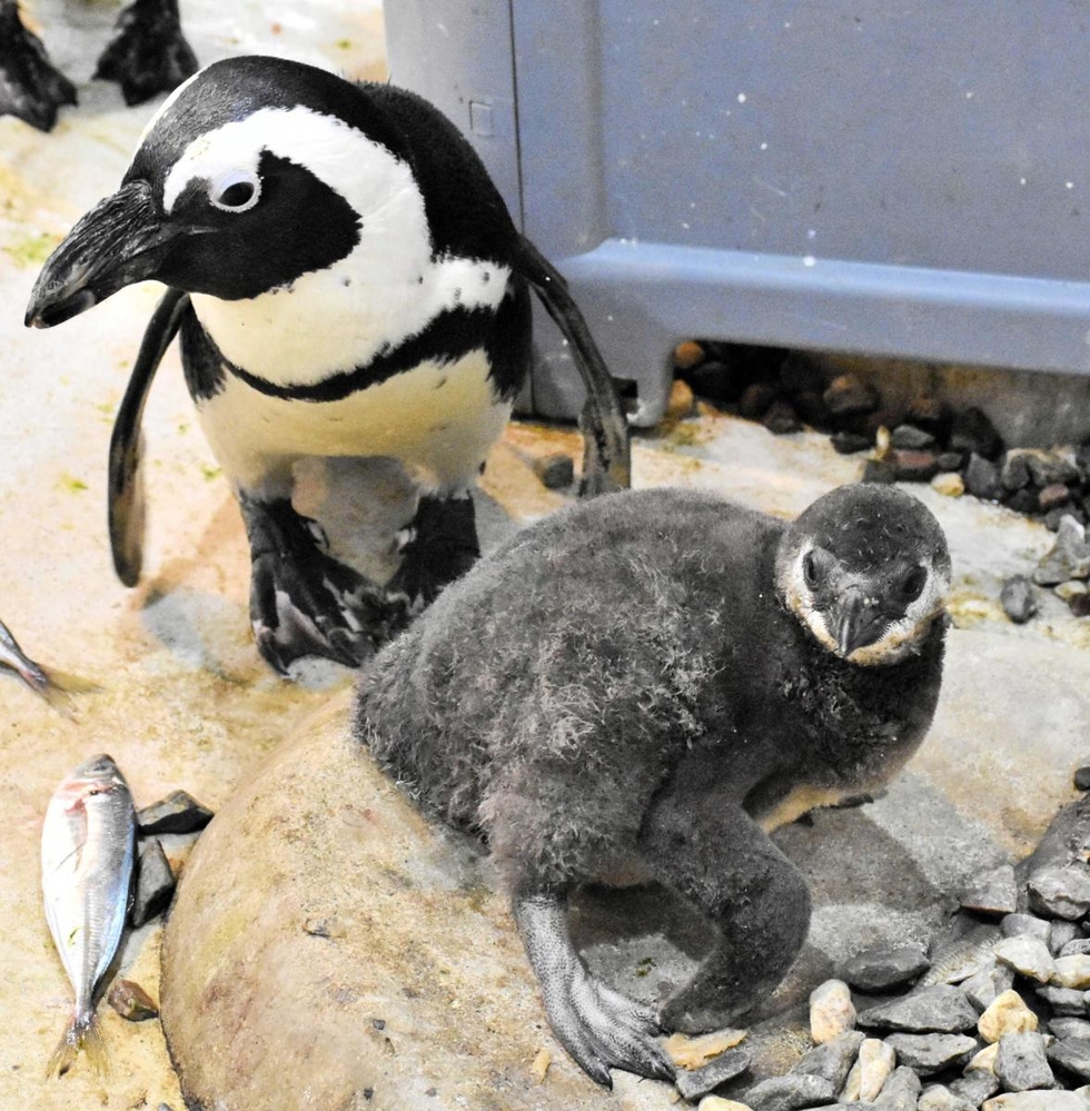 神戸新聞next 三木 ペンギンの赤ちゃんレストランカフェで誕生 ふわふわ愛くるしい姿