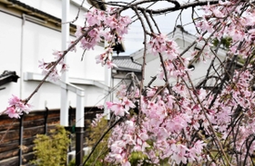 古民家に淡いピンクの花が映えるシダレザクラ＝旧玉置家住宅