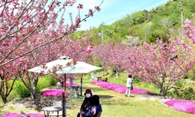 鮮やかに色づく八重桜。公園内にピンクの空間が広がる＝三木市緑が丘町西４
