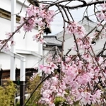 古民家に淡いピンクの花が映えるシダレザクラ＝旧玉置家住宅