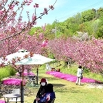 鮮やかに色づく八重桜。公園内にピンクの空間が広がる＝三木市緑が丘町西４