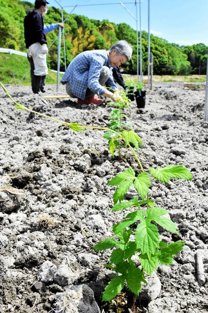農地に植えられていくホップの苗＝三木市志染町戸田