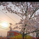 動画の１シーン。夕日の中の神戸電鉄粟生線と桜