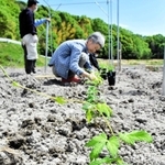 農地に植えられていくホップの苗＝三木市志染町戸田