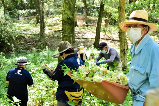 来年に向けてアジサイを刈り取るボランティアら＝あじさいフローラみき