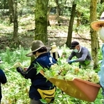 来年に向けてアジサイを刈り取るボランティアら＝あじさいフローラみき