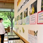 チョウやトンボなどの昆虫の標本が並ぶ展示会＝県立三木山森林公園森の文化館