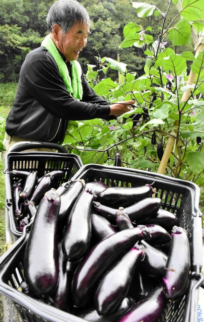つやつやとした光沢が目を引く志染茄子＝三木市内