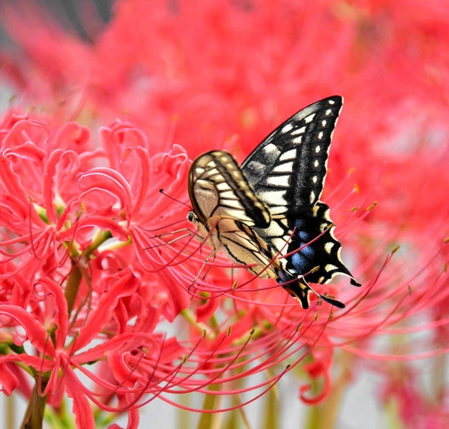 真っ赤な花の蜜に誘われたチョウ＝三木市別所町石野