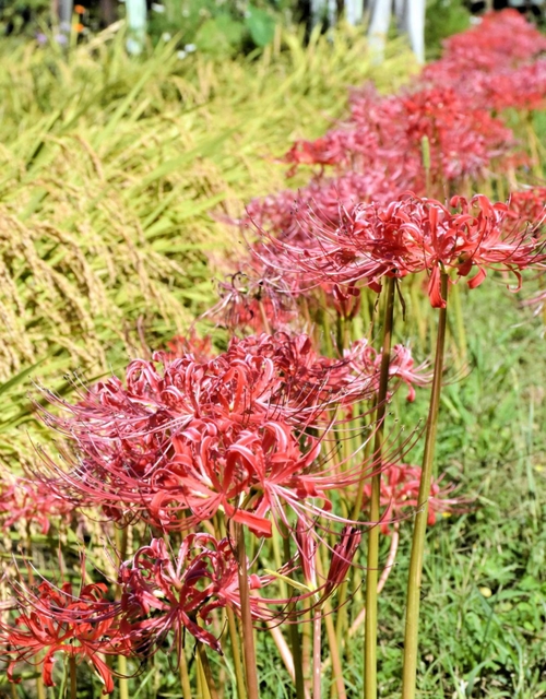農地に咲くヒガンバナ。稲穂が実る田んぼを彩る＝三木市別所町花尻１