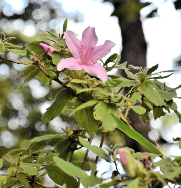 季節外れの花を咲かせている「モチツツジ」＝県立三木山森林公園