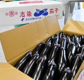 きれいなツヤが印象的な志染なす＝三木市細川町豊地