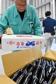 きれいなツヤが印象的な志染なす＝三木市細川町豊地