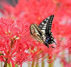 真っ赤な花の蜜に誘われたチョウ＝三木市別所町石野
