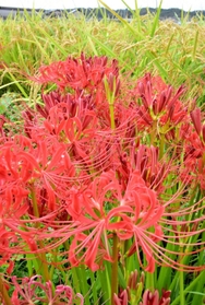 農地に咲くヒガンバナ。稲穂が実る田んぼを彩る＝三木市別所町花尻１