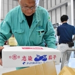 きれいなツヤが印象的な志染なす＝三木市細川町豊地