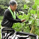 つやつやとした光沢が目を引く志染茄子＝三木市内