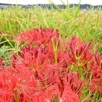 農地に咲くヒガンバナ。稲穂が実る田んぼを彩る＝三木市別所町花尻１