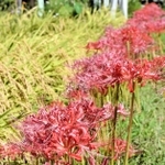 農地に咲くヒガンバナ。稲穂が実る田んぼを彩る＝三木市別所町花尻１