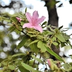 季節外れの花を咲かせている「モチツツジ」＝県立三木山森林公園