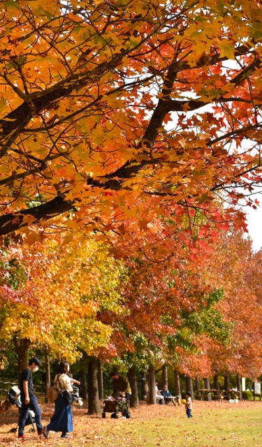 希望の象徴！幸運木【森からやって来た天然野生のもみの木さん＊樅の木】今年3年生！ ケンとメリーの木」の由来は？北海道・美瑛のユニークな6本の木