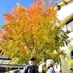 色づきを見せ始めるカイノキを前に笑顔で話す西山博文さん（左）と丹子さん＝三木市本町