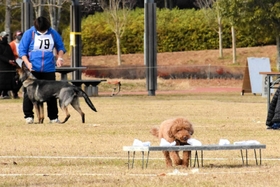 選別台に並ぶ布をかぎ分ける犬＝県立三木総合防災公園