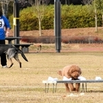 選別台に並ぶ布をかぎ分ける犬＝県立三木総合防災公園