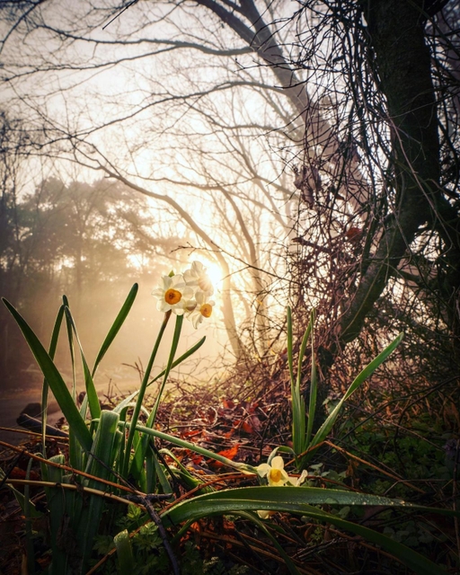 ｃｈｉｇｕｓａ．６６ｔｅｎさんの「霧の中に咲く」２０２２年３月３日、加西市、周遍寺） 