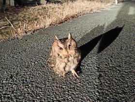 ｔａｍａｄａ．ｎａｏｙｕｋｉさんの「未知との遭遇」（２０２２年２月２日、北播磨地域の道端）