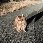 ｔａｍａｄａ．ｎａｏｙｕｋｉさんの「未知との遭遇」（２０２２年２月２日、北播磨地域の道端）